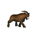 Argali by Alex-ander