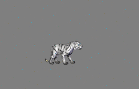 White Tiger animation